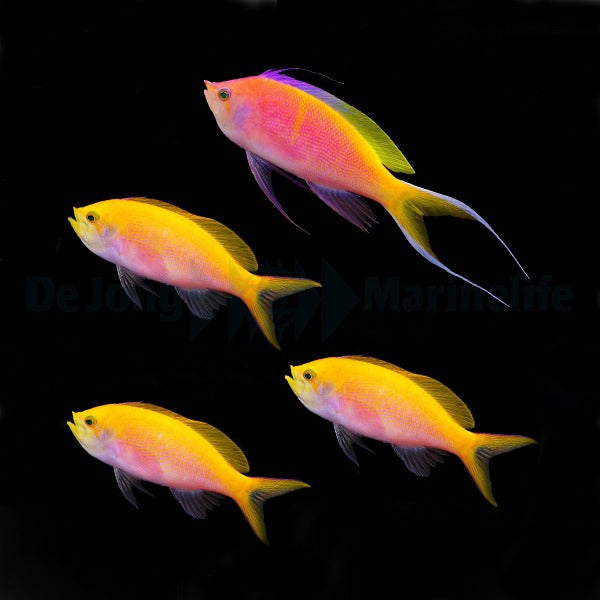 Bartletts Fahnenbarsch (Nemanthias bartlettorum