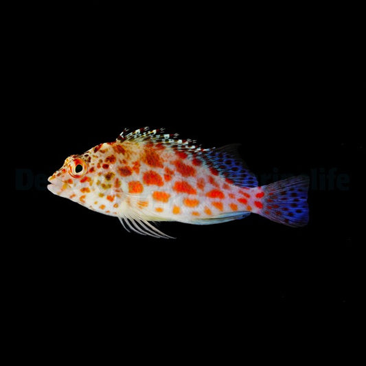 Falks Korallenwächter (Cirrhitichthys falco)