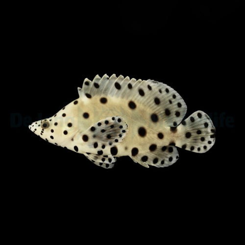 Paddelbarsch / Panther-Zackenbarsch (Cromileptes altivelis)