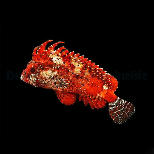 Gefleckter Drachenkopf / Band-Samtfisch (Paracentropogon zonatus)