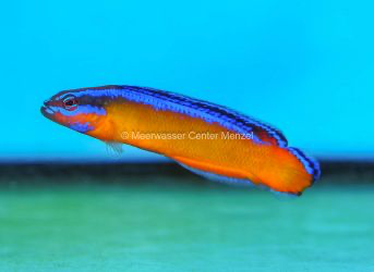 Pseudochromis aldabrensis NZ Aldabra-Zwergbarsch