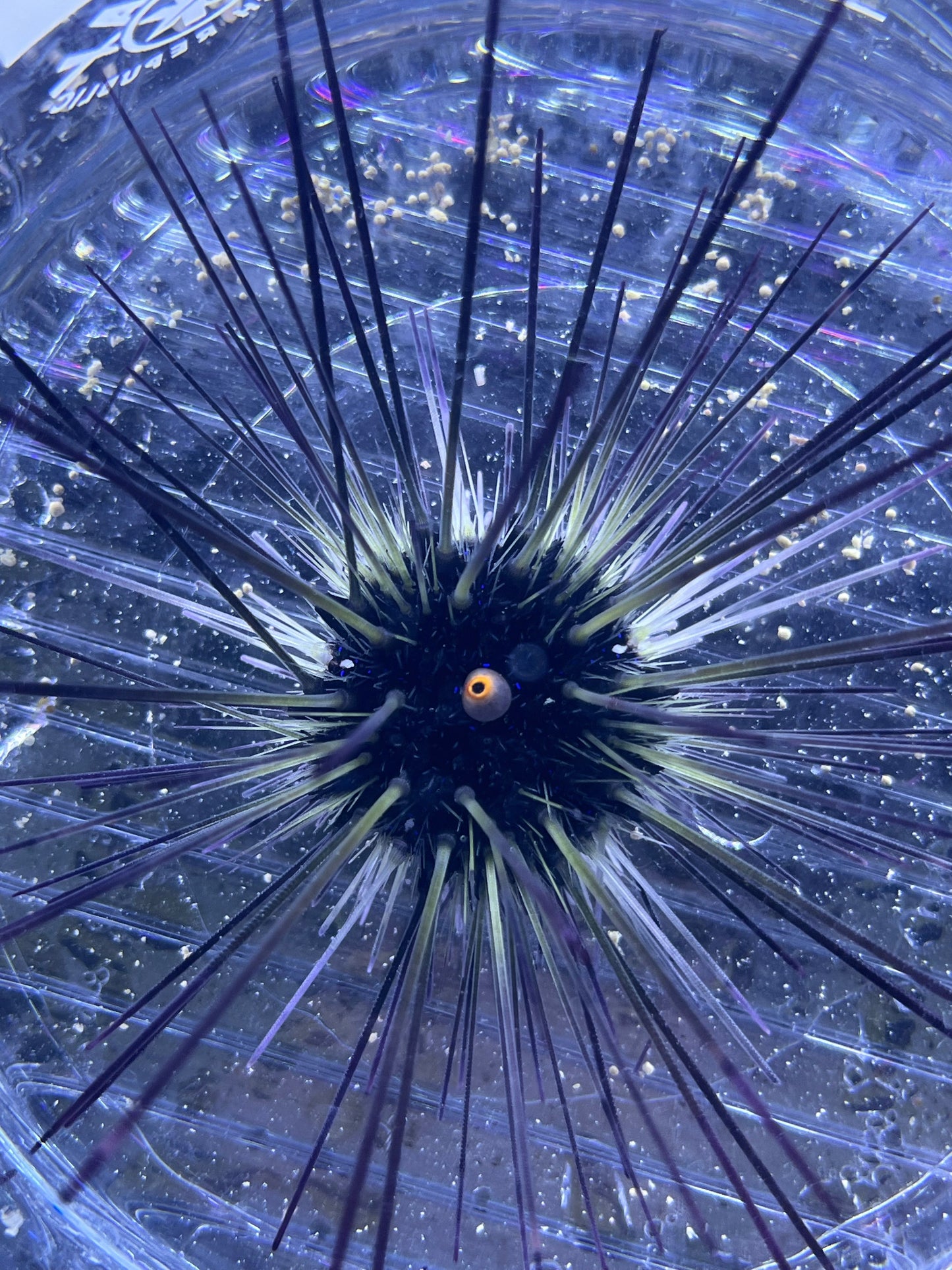Diadema setosum Diadem Seeigel