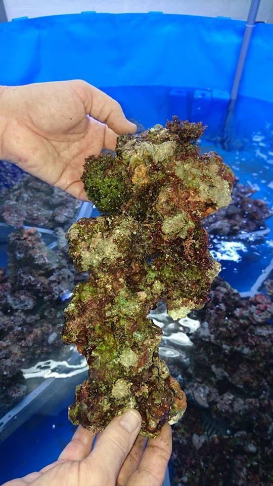 Lebendgestein aus Aquacultur/Top Qualität
