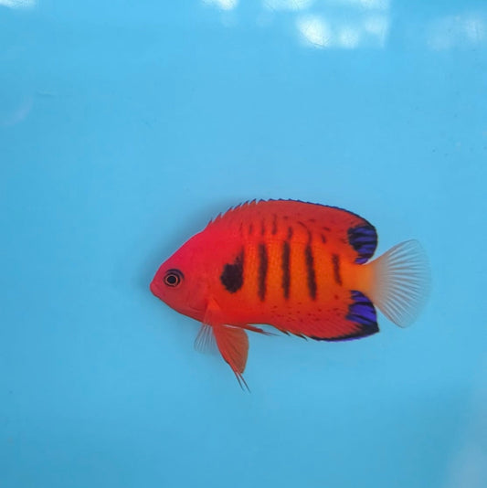Centropyge loriculus PAAR