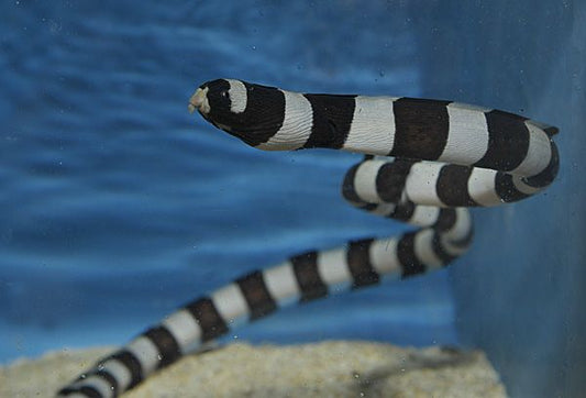 Geringelter Schlangenaal (Myrichthys colubrinus)