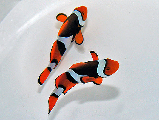 Amphiprion percula - Clown-Anemonenfisch wild M Paar
