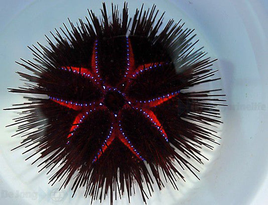 Astropyga radiata - Roter Diademseeigel