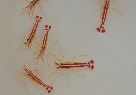 Lysmata amboinensis