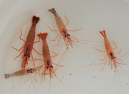 Wurdemanns Garnele - (Lysmata wurdemanni)