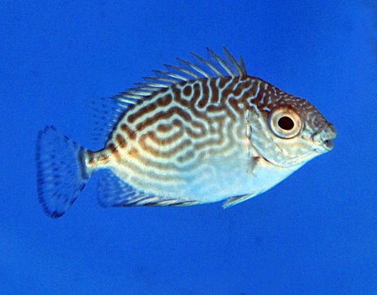 Stachliger Kaninchenfisch (Siganus spinus)