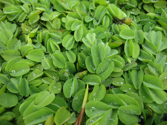 Schwimmfarn - Salvinia natans