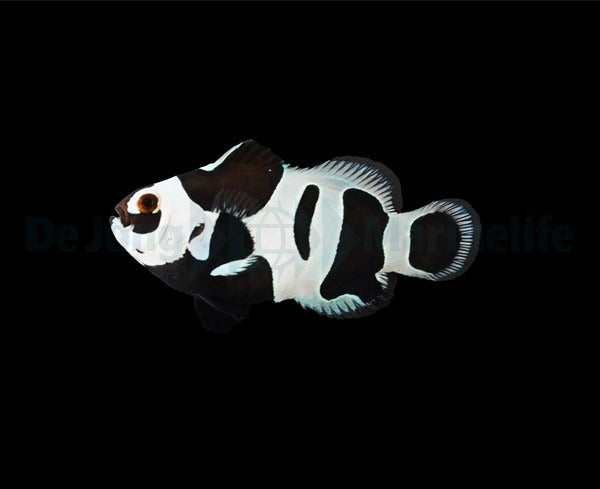 Ocellaris-Anemonenfisch „Black Ocellaris-Anemonenfisch „Black Storm“ – Amphiprion ocellaris