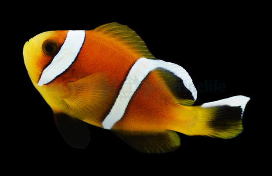 Oman-Anemonenfisch – Amphiprion omanensis