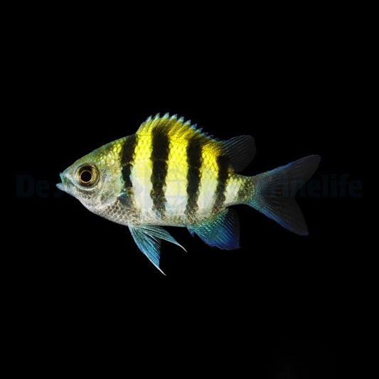 Abudefduf vaigiensis – Indopazifischer Sergeantsmajor