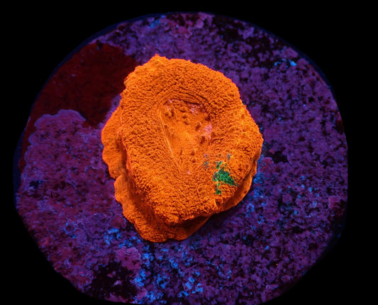 Acanthastrea bowerbanki (Ultra) – WYSIWYG Koralle