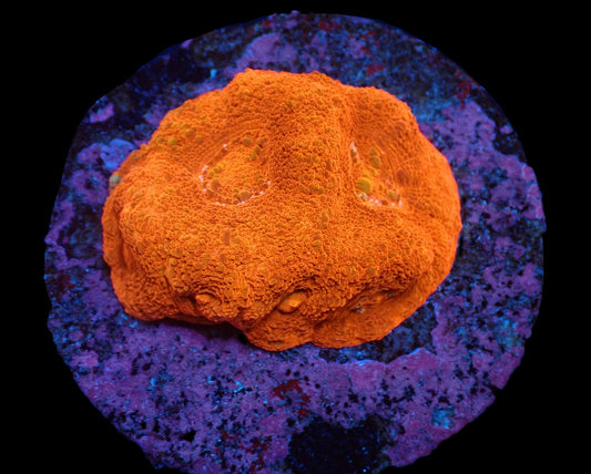 Acanthastrea bowerbanki (Ultra)  – WYSIWYG Koralle