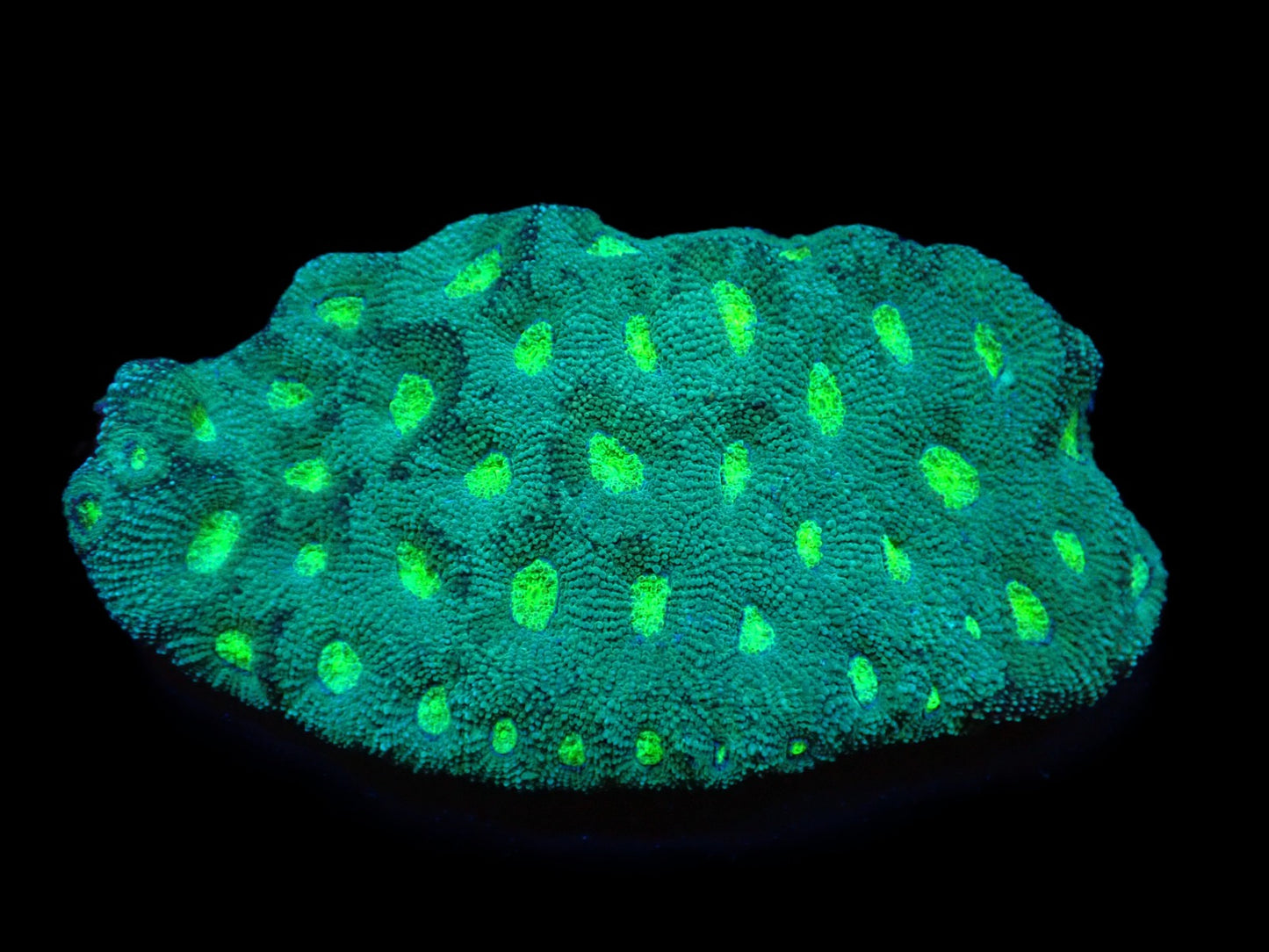 Acanthastrea echinata (Green Ultra)  – WYSIWYG Koralle