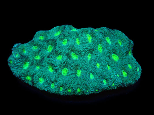 Acanthastrea echinata (Green Ultra)  – WYSIWYG Koralle