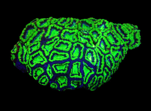 Acanthastrea lordhowensis (Green Ultra) – WYSIWYG Koralle
