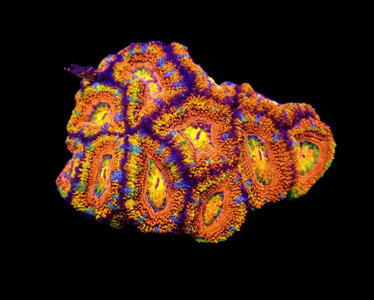 Acanthastrea lordhowensis (Rainbow) – WYSIWYG Koralle