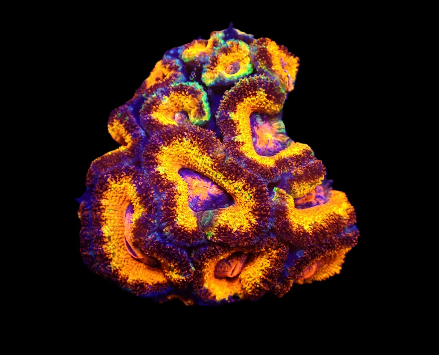 Acanthastrea lordhowensis (Rainbow) – WYSIWYG Koralle