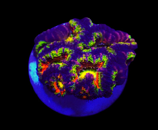 Acanthastrea lordhowensis (Rainbow) – WYSIWYG Koralle