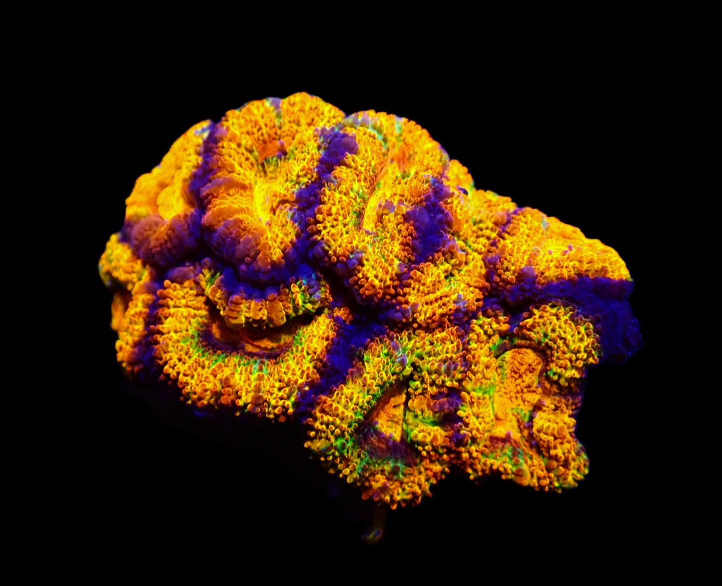 Acanthastrea lordhowensis (Rainbow) – WYSIWYG Koralle