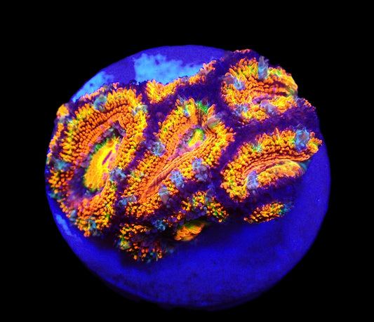 Acanthastrea lordhowensis (Rainbow) – WYSIWYG Koralle