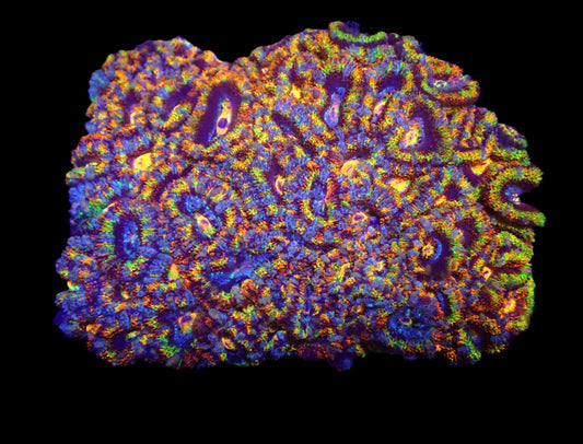 Acanthastrea lordhowensis (Rainbow) (XXL) – WYSIWYG Koralle