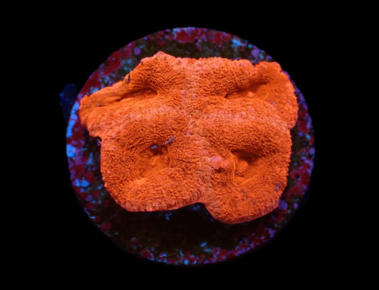 Acanthastrea lordhowensis (Red Ultra) – WYSIWYG Koralle
