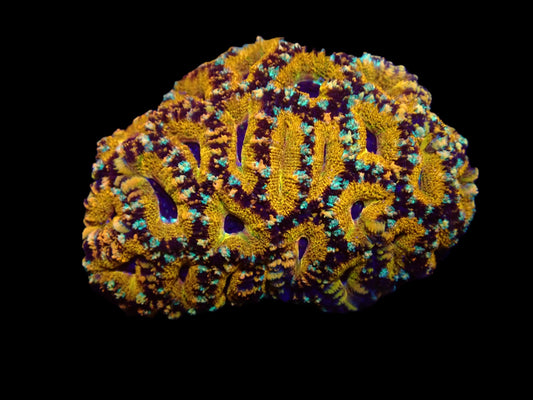 Acanthastrea lordhowensis (Premium Gold) – WYSIWYG Koralle