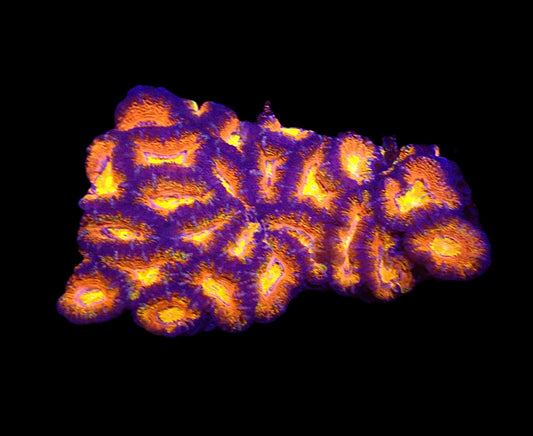 Acanthastrea lordhowensis (Orange Ultra) – WYSIWYG Koralle