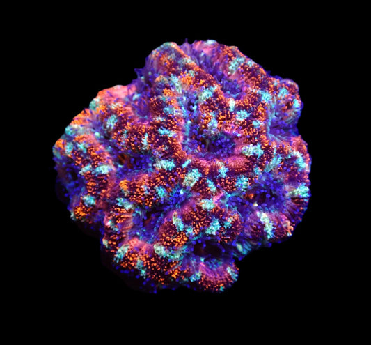 Acanthastrea lordhowensis (Purple Ultra) – WYSIWYG Koralle