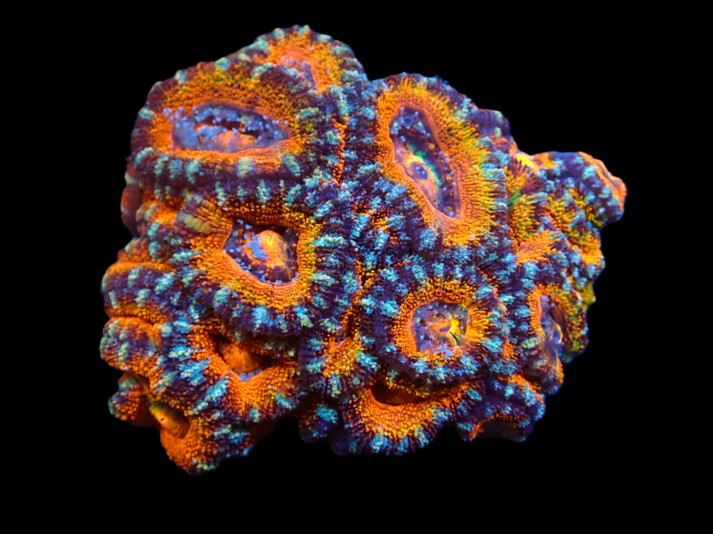 Acanthastrea lordhowensis (Ultra PB) – WYSIWYG Koralle