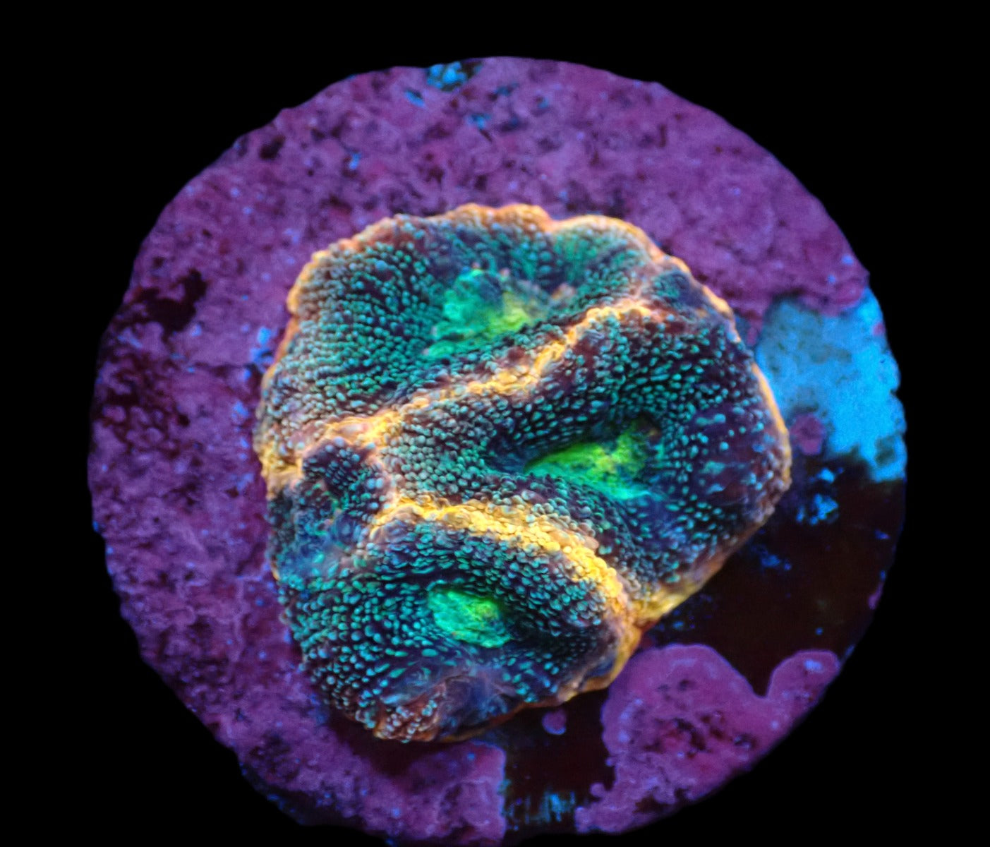 Acanthastrea sp. Rare – WYSIWYG Koralle