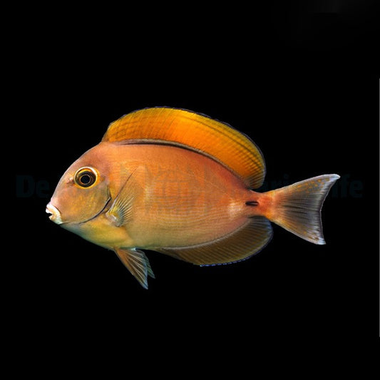 Acanthurus bariene – Schwarzfleck-Doktorfisch