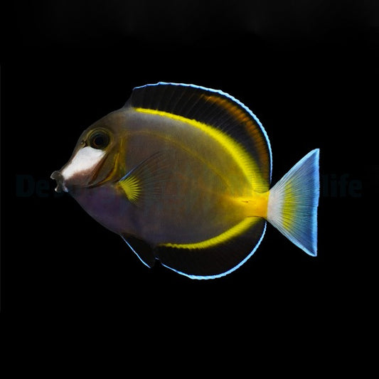 Acanthurus japonicus – Weißgesichts-Doktorfisch