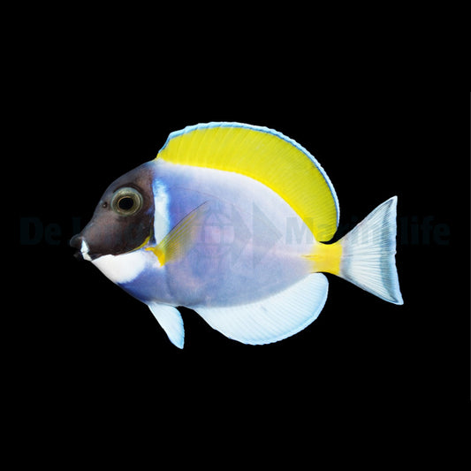 Acanthurus leucosternon – Weißkehldoktorfisch