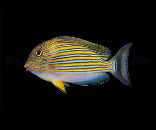 Acanthurus lineatus – Linien-Doktorfisch