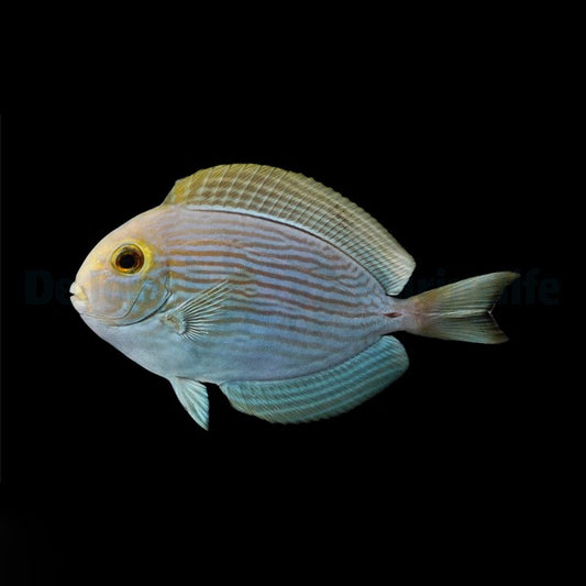 Acanthurus mata – Elongierter Doktorfisch