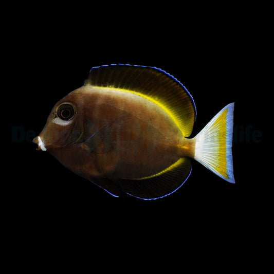 Acanthurus nigricans – Weißwangen-Doktorfisch