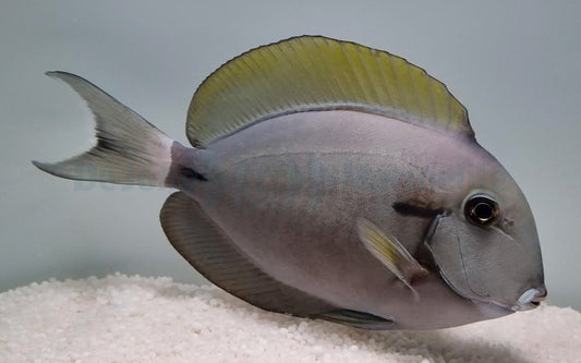 Acanthurus nigricauda – Schwarzschwanz-Doktorfisch
