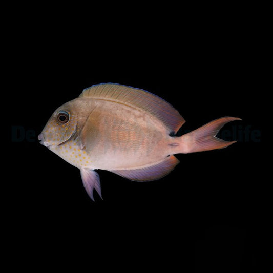 Acanthurus nigrofuscus – Brauner Doktorfisch