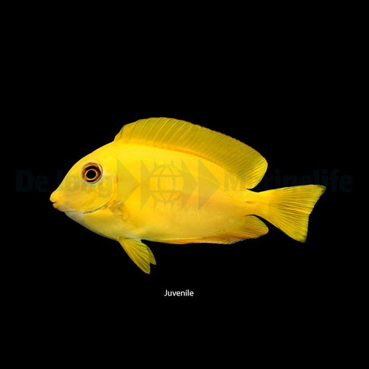 Acanthurus olivaceus – Olivfarbener Doktorfisch