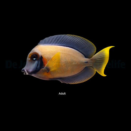 Acanthurus pyroferus – Mimikry-Doktorfisch