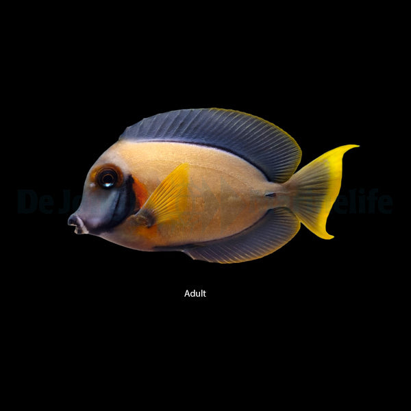Acanthurus pyroferus – Mimikry-Doktorfisch