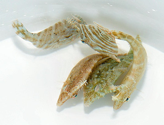 Radialer Feilenfisch (Acreichthys radiatus)