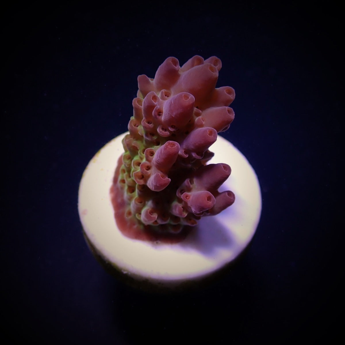 Acropora anthocercis – kultivierter SPS-Ableger