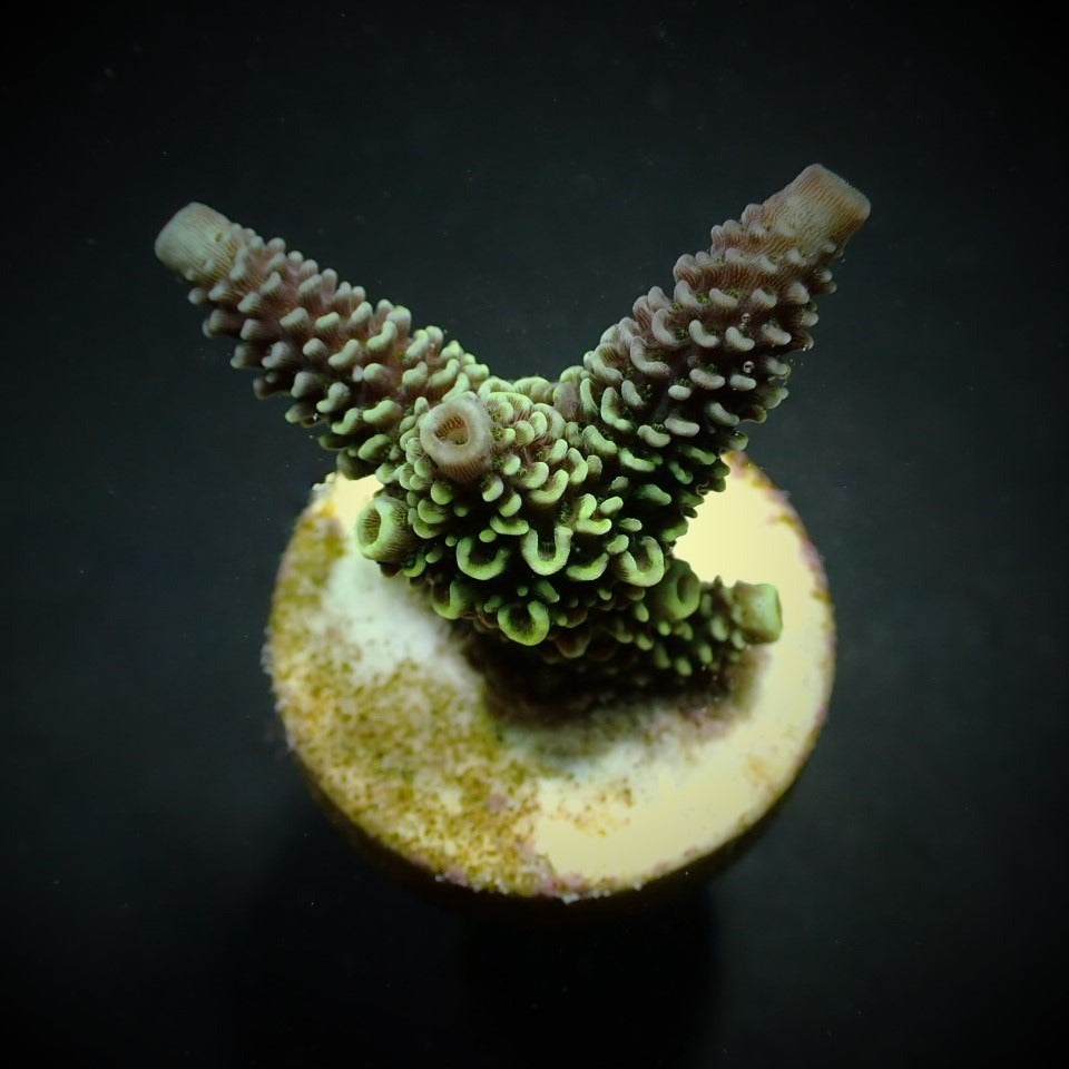 Acropora aspera – kultivierter SPS-Ableger