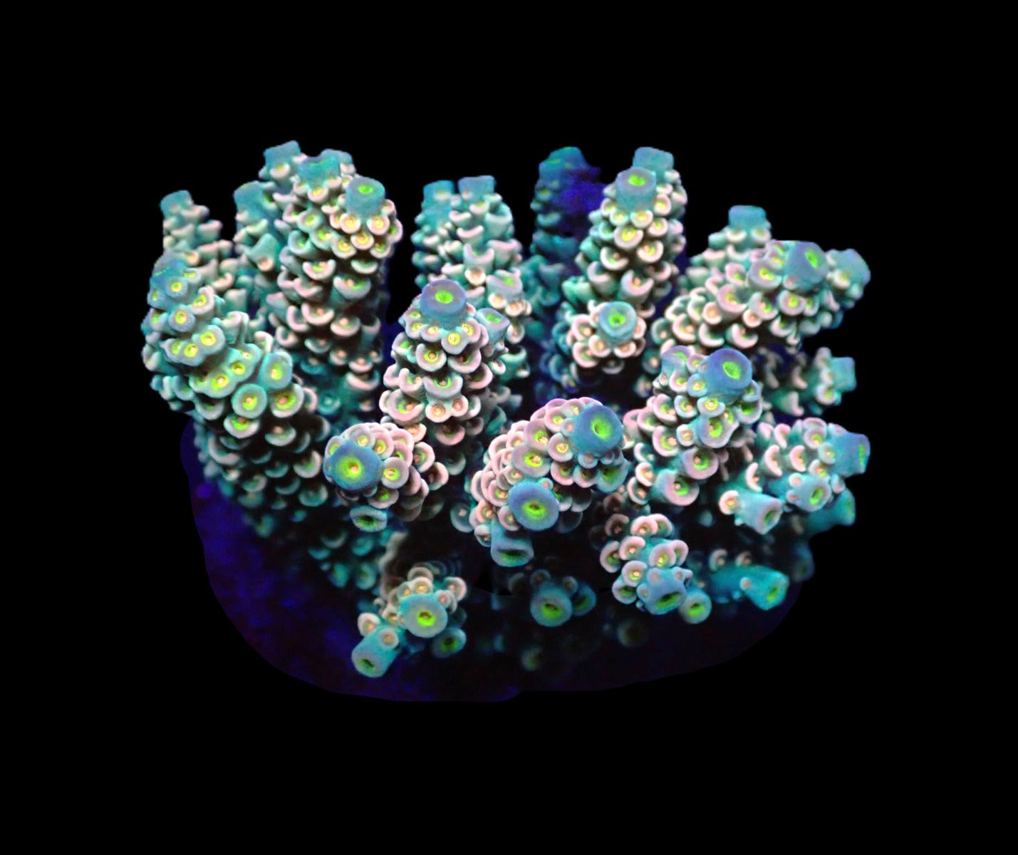 Acropora bifaria (Cherry Bomb) – WYSIWYG Koralle